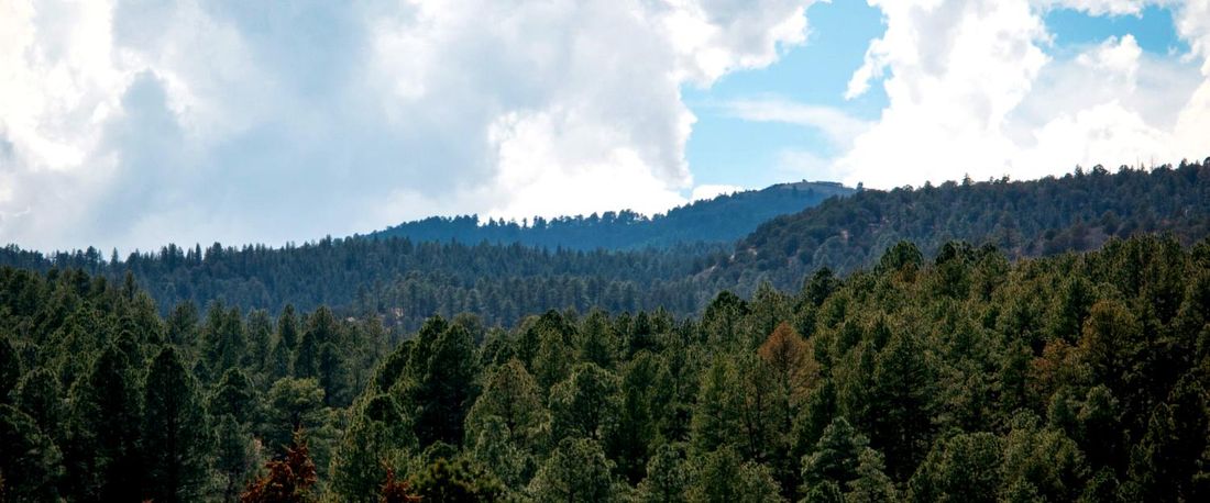 Pine forest and ridges under a summer sky